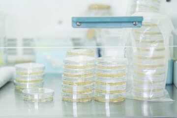Petri dishes with agar medium for microbiology research in laboratory