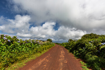 Faial, Azores, island, Portugal, Road with a lot of flowers on the side. The road is dirt and the sky is cloudy