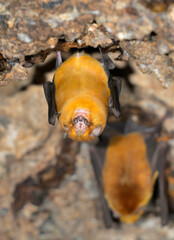 African trident bats (Triaenops afer) in cave, Kilifi County, Kenya