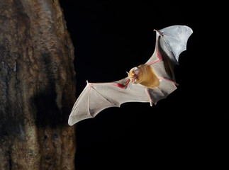 African trident bat (Triaenops afer) flying in cave, Mdenyenye Cave, Three SIster Caves, Kwale County, coastal Kenya.