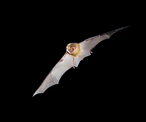 African trident bat (Triaenops afer) flying in cave, Kilifi County, coastal Kenya.