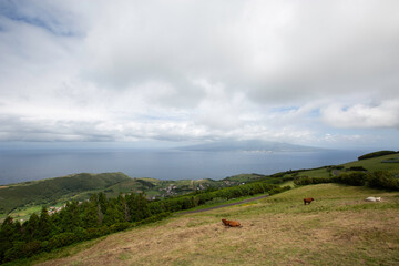 Obraz premium Faial, Azores, island, Portugal, View of the ocean and a hillside with cows grazing. The sky is cloudy and the ocean is calm