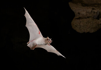 African Sheath-tailed Bats (Coleura afra) flying in cave, Kilifi county, coastal Kenya.