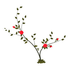Young rose bush with blooming red roses. Vector illustration isolated on white background.