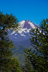 Vertical close-up of the snow-capped summit of Llaima volcano, framed by the unique branches of ancient Araucaria (monkey puzzle) trees in Conguillío National Park, Chile. © Catalina