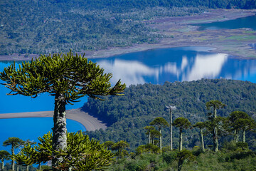 A majestic Araucaria tree provides a high-angle viewpoint over the stunning blue waters of a lake,...