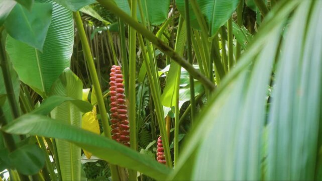 Footage capturing the striking beauty of a tropical ginger plant, possibly Beehive Ginger Zingiber spectabile, with its distinctive red and yellow bracts, surrounded by lush green foliage within a Haw