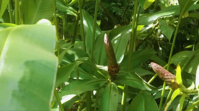 A close up view of the distinctive cone like inflorescence of a Shampoo Ginger plant Costus spicatus, also known as Indian Head Ginger, thriving amidst lush foliage in the vibrant Hawaii Tropical Bota