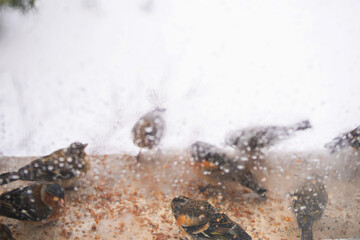 Feeding small finches grain outside the window on a cold, snowy winter day, soft focus