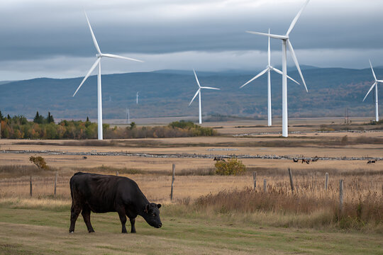 Black cow grazing on grass with wind turbine farm and cloudy sky in rural landscape - Powered by Adobe