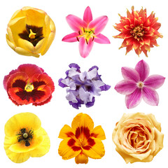 Flowers head collection of beautiful tulip, lily, dahlia, pansy, iris, clematis, poppy, daylily, rose isolated on white background. Top view, flat design, florist business concept