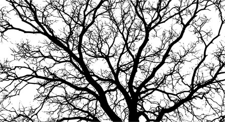 Realistic tree branches silhouette Bare tree branches. Vector illustration

