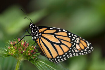 una mariposa monarca posando sobre una flor