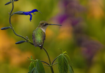 Ruby Throated Hummingbird Perching