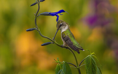 Ruby Throated Hummingbird Perching
