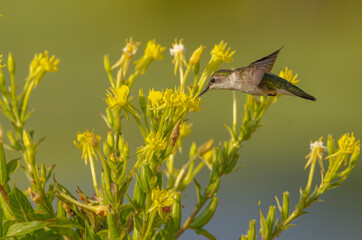 Hummingbird Feasting On A Flower