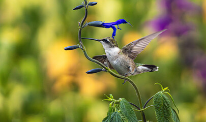Ruby Throated Hummingbird And Salvia