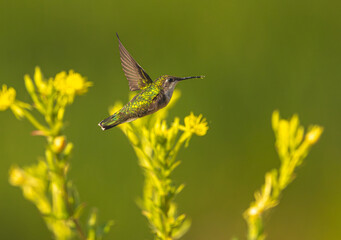 Hummingbird In Flight