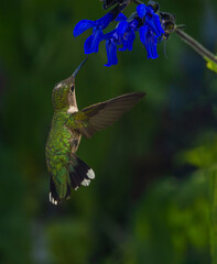 Hummingbird About To Feast On A Flower