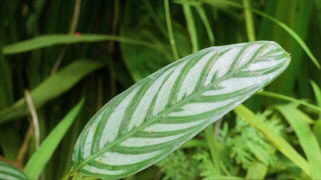A close up shot capturing the striking patterned leaf of a Ctenanthe oppenheimiana, also known as the Never Never Plant, thriving amidst lush greenery in a Hawaiian botanical garden. This vibrant trop