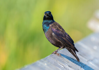 Colorful Common Grackle on a wooden fence 