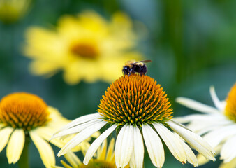 Bee on a flower in a summer garden