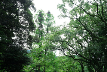 森の緑