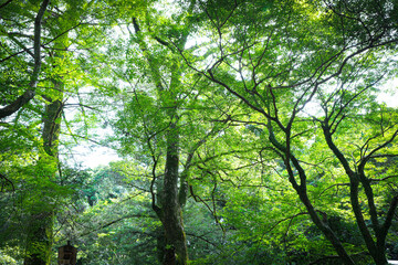 森の緑