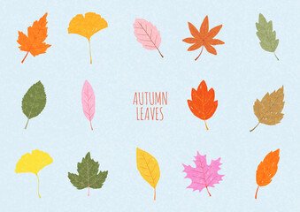Various fallen leaves set, Colorful autumn concept. Maple tree leaf. Fall foliage decoration, Seasonal holiday thanksgiving greeting card. Trendy style design Simple flat vector isolated illustration.