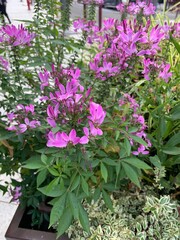 fleurs mauves ou roses