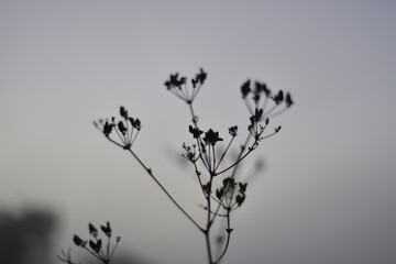 Fresh summer grass in morning dew. Thunder of fog, branches of  flowers in a  field. Winter morning