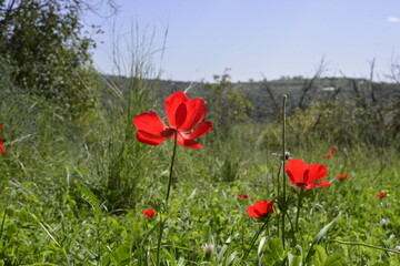 Red fresh poppy flowers. Blooming nature background. Poppies on green summer field