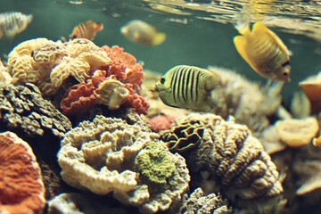 Underwater coral reef scene with fish (1)
