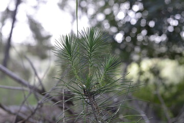 Naklejka premium Rain drops on a branch. shallow depth of field. Abstract and blurred background with branches and raindrops