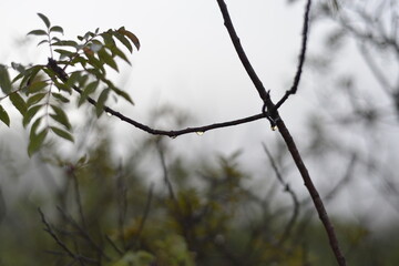 Rain drops on a branch. shallow depth of field. Abstract and blurred background with branches and raindrops