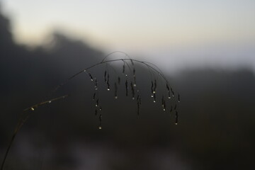 A close up of a plant with droplets of water on it. The droplets are small and scattered, giving the impression of a light rain. dark early morning 