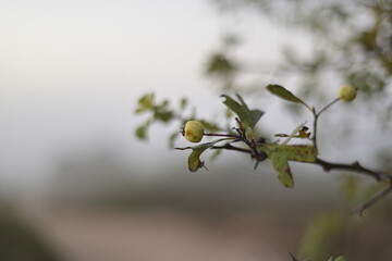 Rain drops on a branch. shallow depth of field. Abstract and blurred background with branches and raindrops