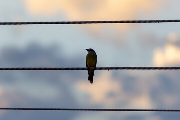 Sunbird perched on wire with cloudy sky in background at sunset.