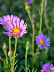 Fototapeta premium Berg-Flockenblume oder Centaurea montana - perennial cornflower or Centaurea montana flower