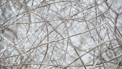 snow covered branches