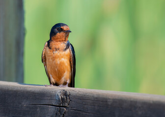 Barn Swallow sitting on a wooden fence in a marsh