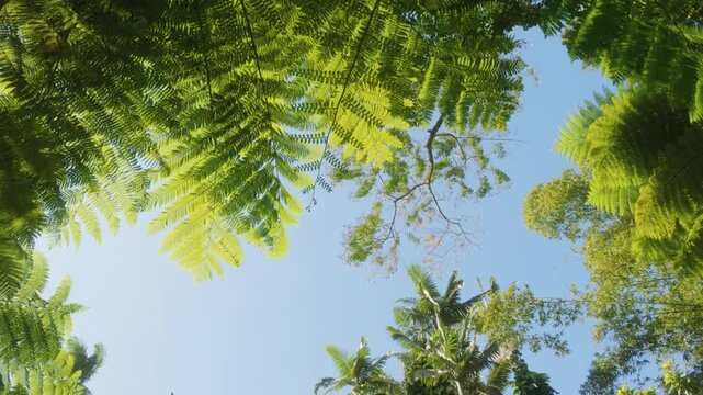 An upward perspective reveals the vibrant green fronds of tropical ferns reaching towards a clear blue sky in a Hawaiian botanical garden. The delicate, intricate patterns of the fern leaves create a 