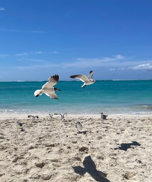 seagulls on the beach in flight