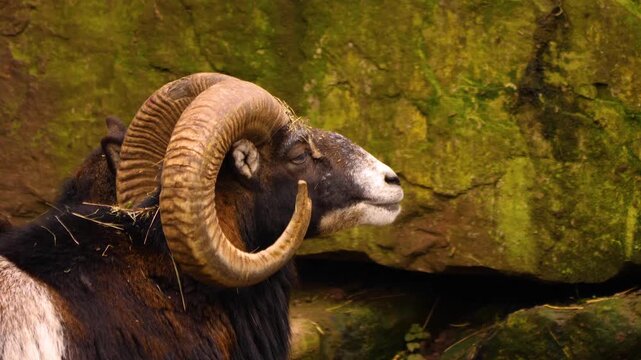Close up of Mouflon standing around the forest on a sunny autumn day, looking around
