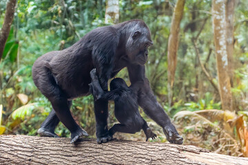 Gorilla (Gorilla Gorilla) with a baby walking up a tree in the rainforest