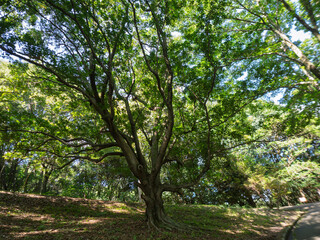 陽光に広がる公園の大樹