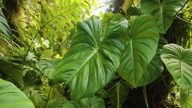footage showcasing vibrant, lush green tropical foliage, including large heart shaped leaves and dense greenery, bathed in natural sunlight within a Hawaiian botanical garden. This serene scene evokes