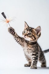 Obraz premium Adorable tabby kitten playfully reaching for a feather toy against a light background.