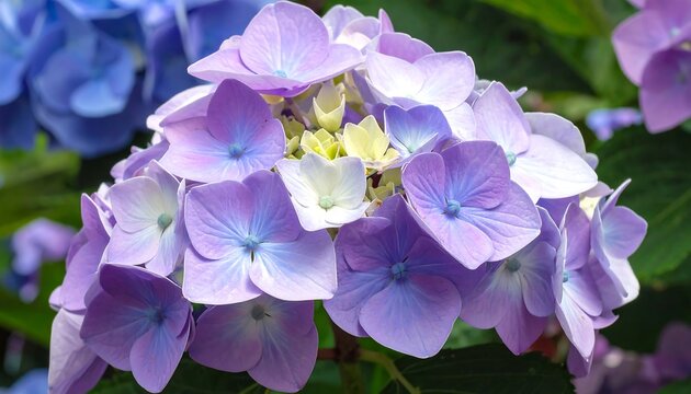 Close-up of a Vibrant Hydrangea Blossom Cluster