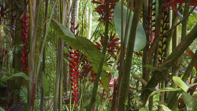 Immerse yourself in the vibrant beauty of a Hawaiian botanical garden, featuring lush tropical foliage, exotic plants, and striking red heliconia flowers in full bloom. This footage captures the seren